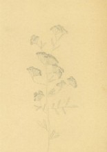 VRATIA  Zednko Rodman  7.r  O     abno